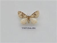 藏品(尺蛾556)的圖片